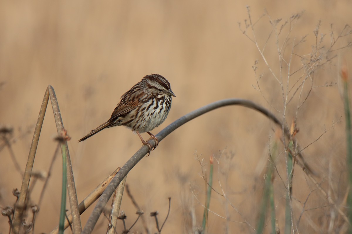 Song Sparrow - Vicky Atkinson