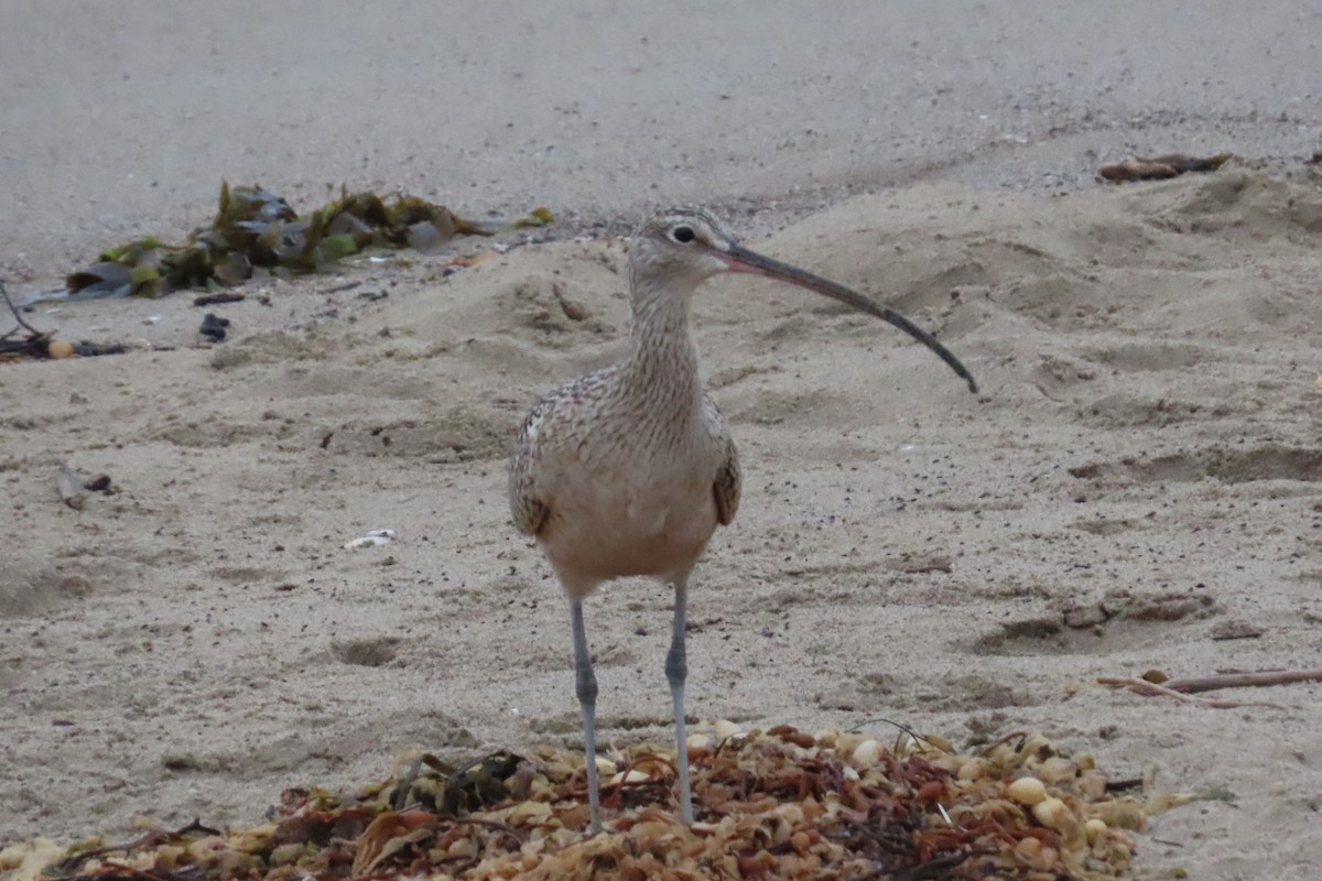 Long-billed Curlew - ML616311942