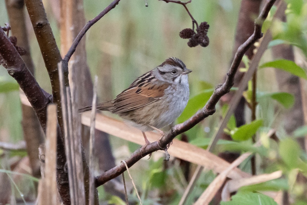 Swamp Sparrow - ML616311960