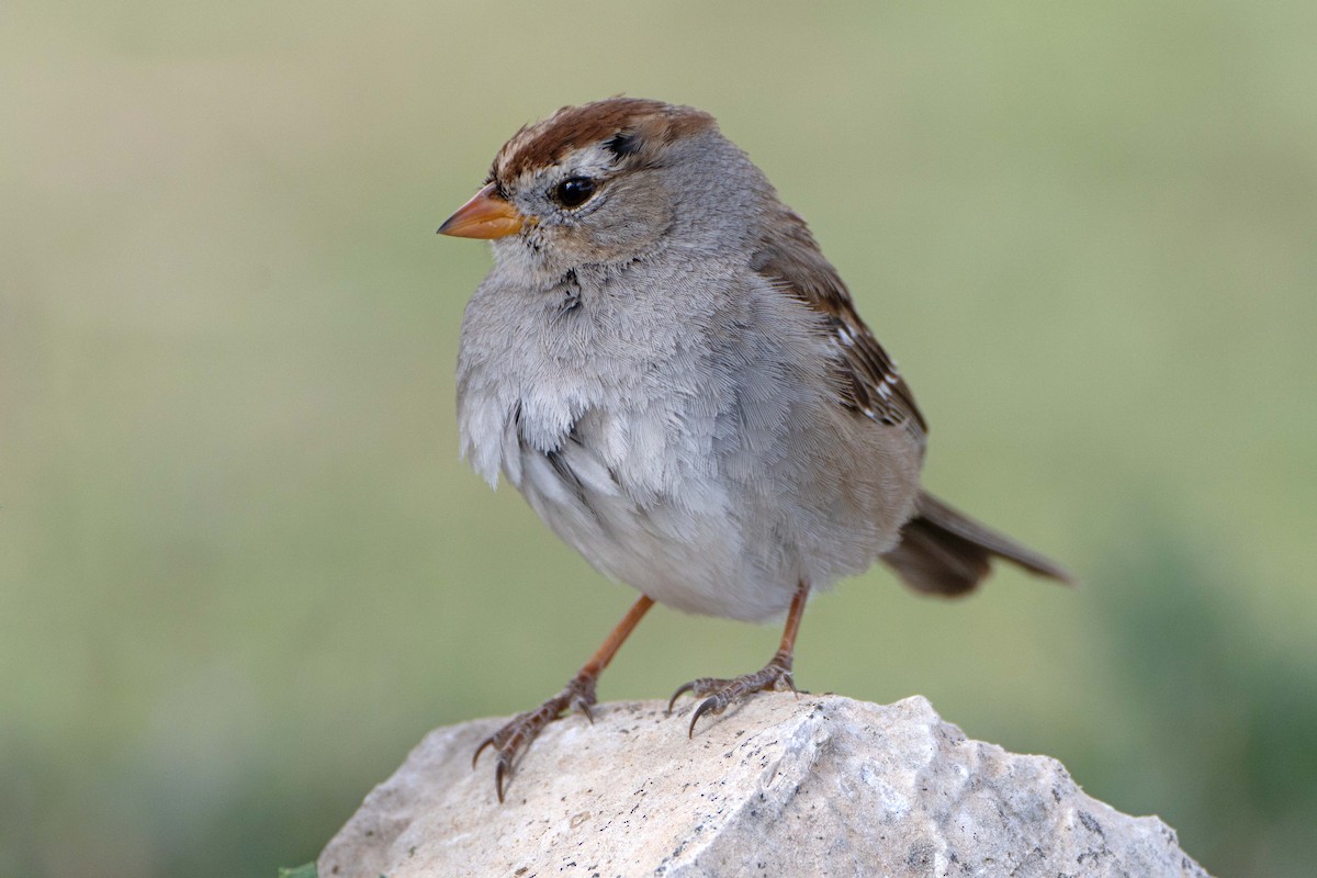 White-crowned Sparrow - ML616311961