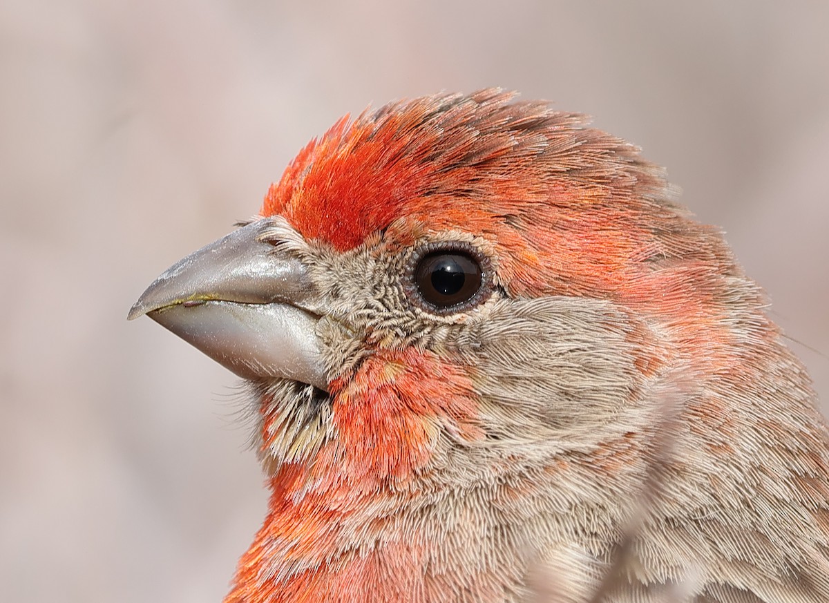 House Finch - Ad Konings