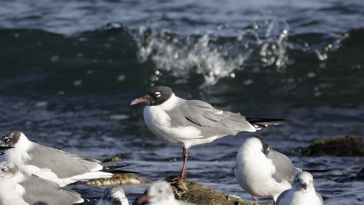 Laughing Gull - Quentin Brown