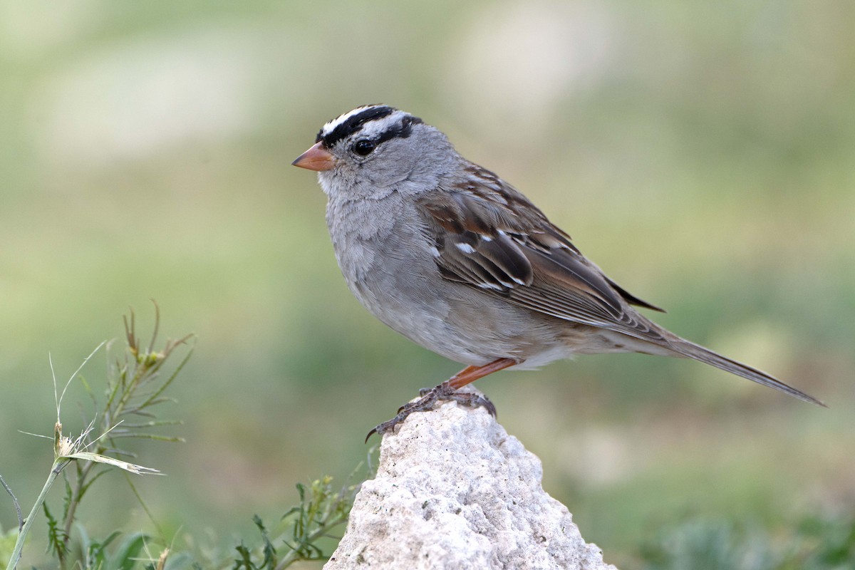 White-crowned Sparrow - ML616312155