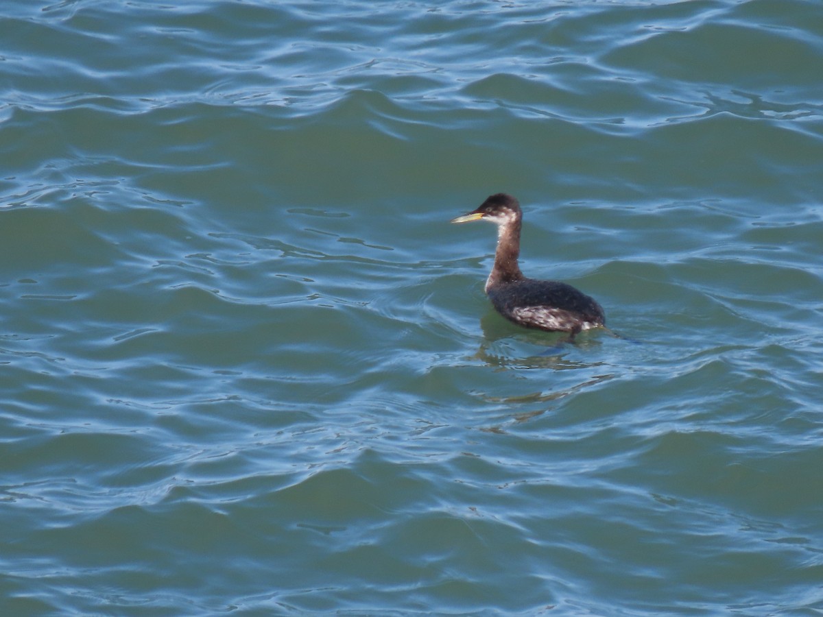 Red-necked Grebe - ML616312183