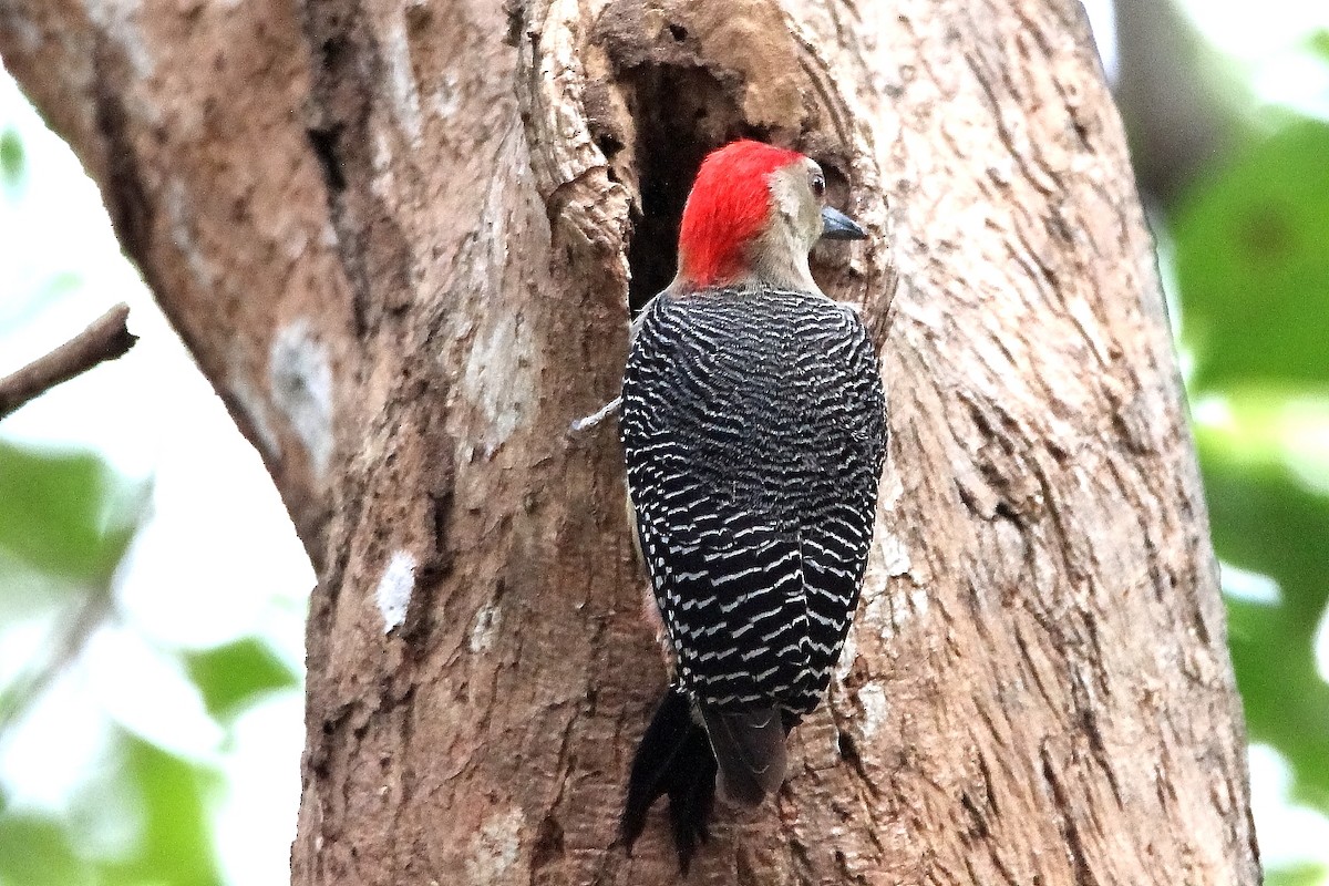 Golden-fronted Woodpecker (Velasquez's) - Paul Lewis