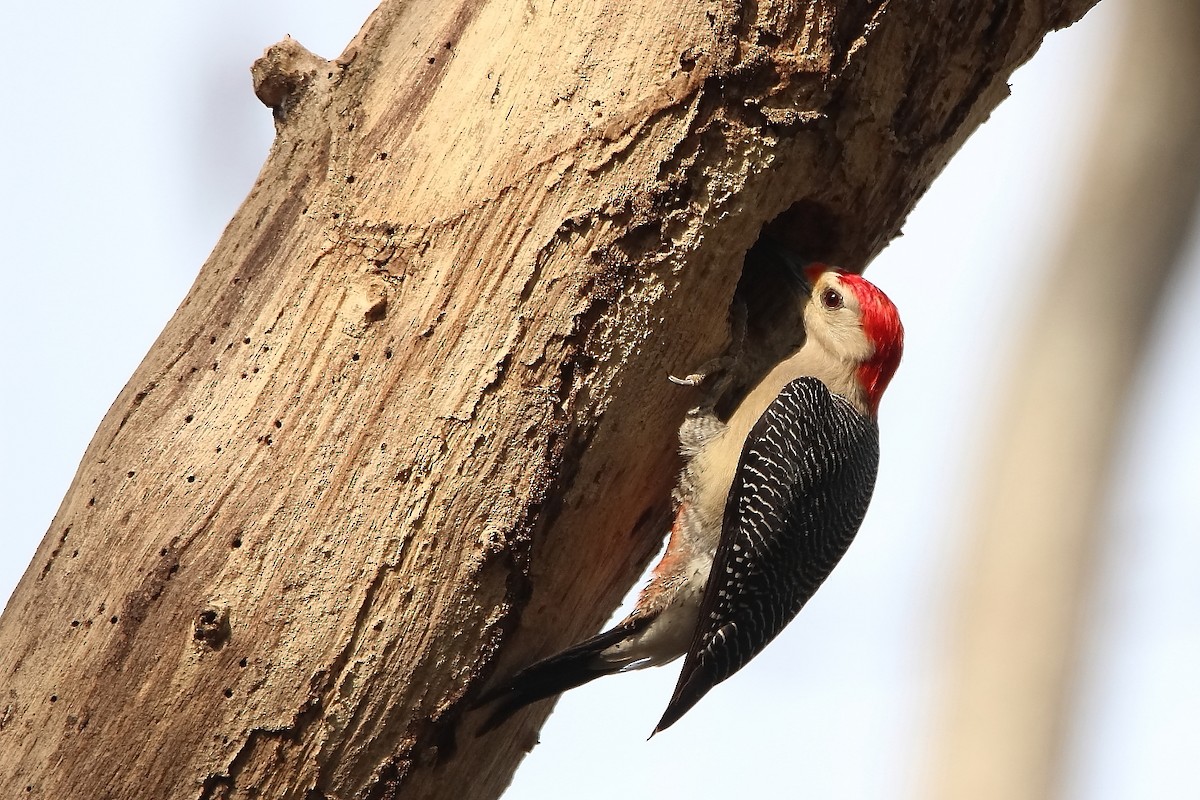 Golden-fronted Woodpecker (Velasquez's) - ML616312412