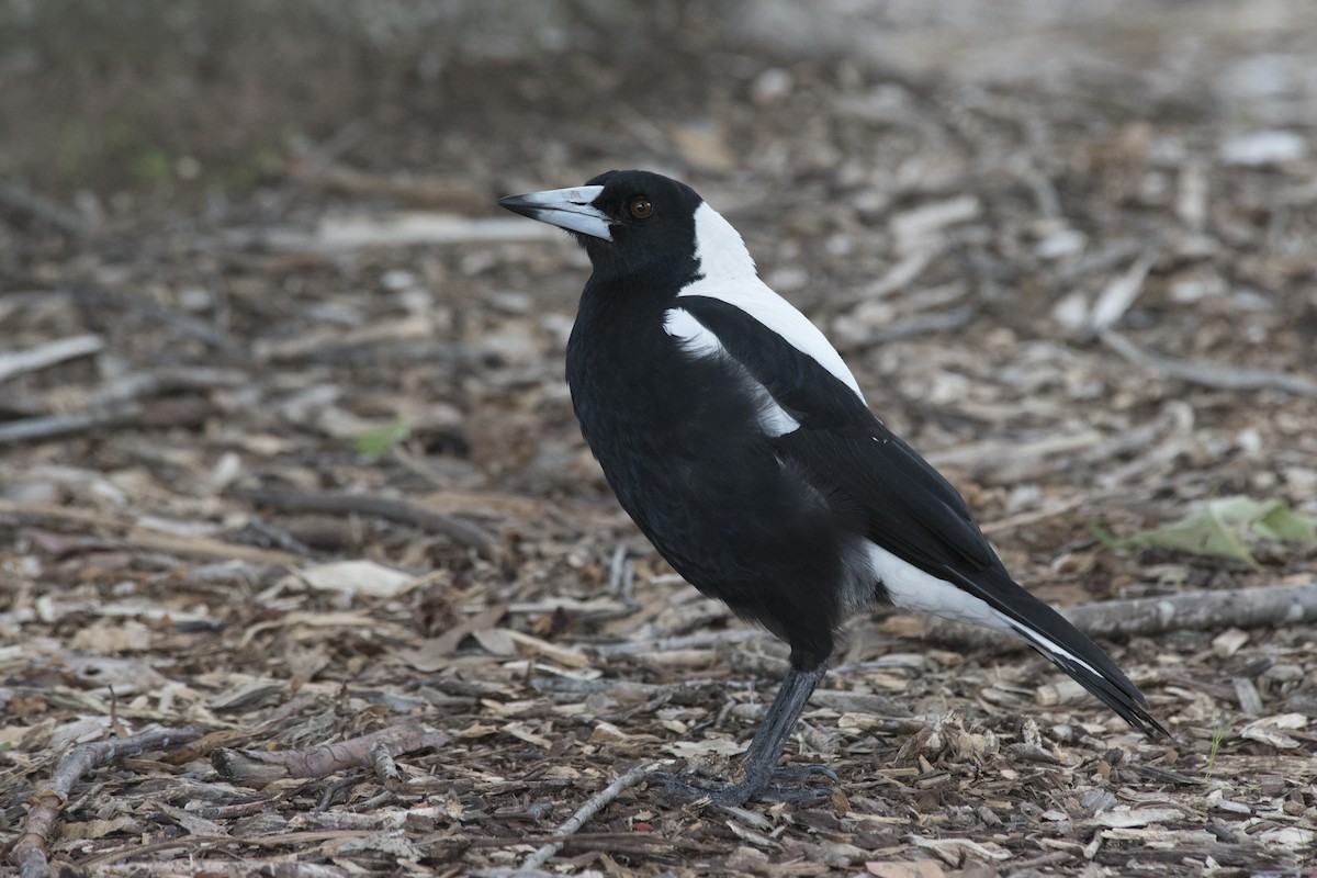 Australian Magpie (White-backed) - ML616312486
