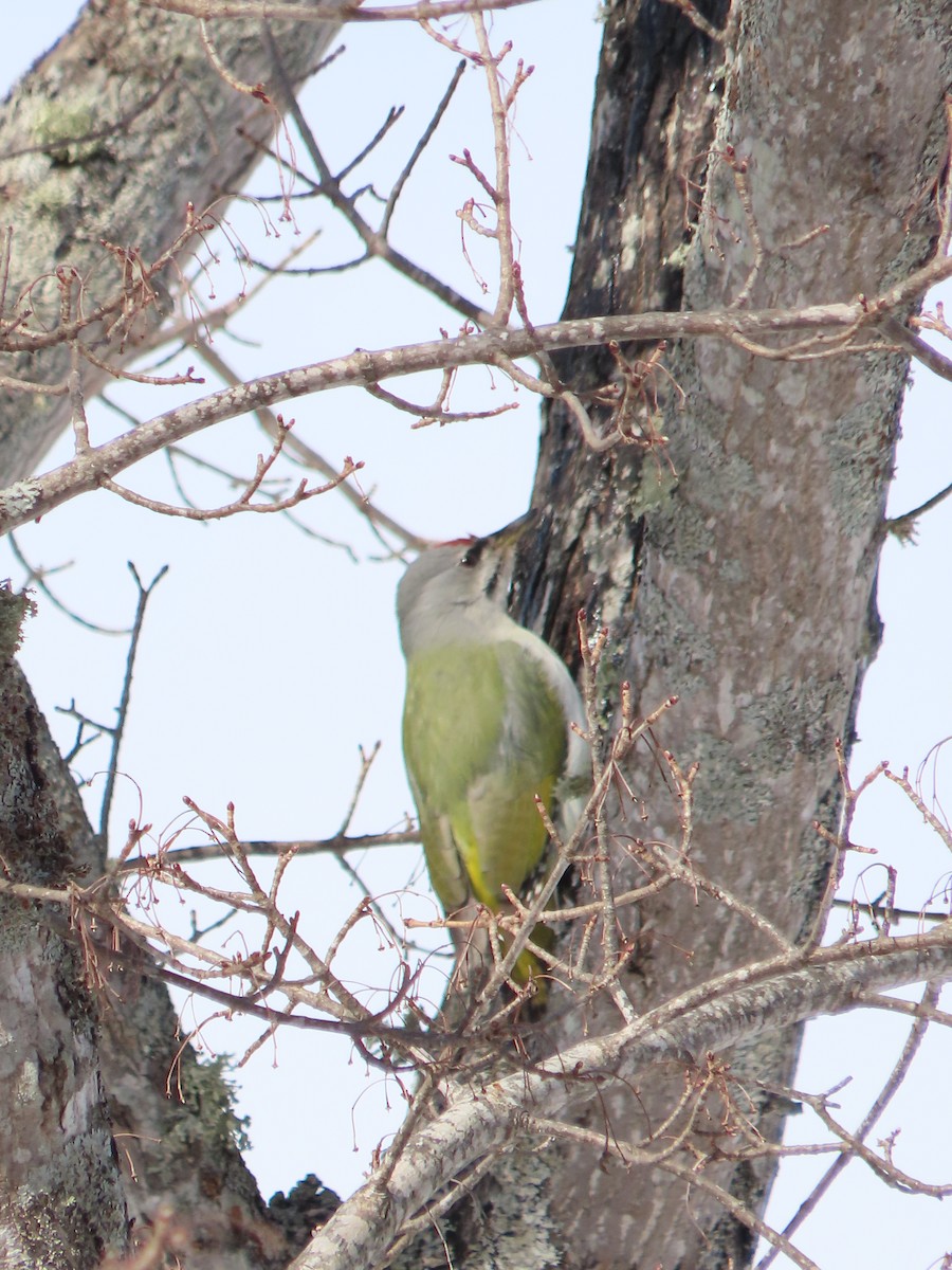 Gray-headed Woodpecker - ML616312577