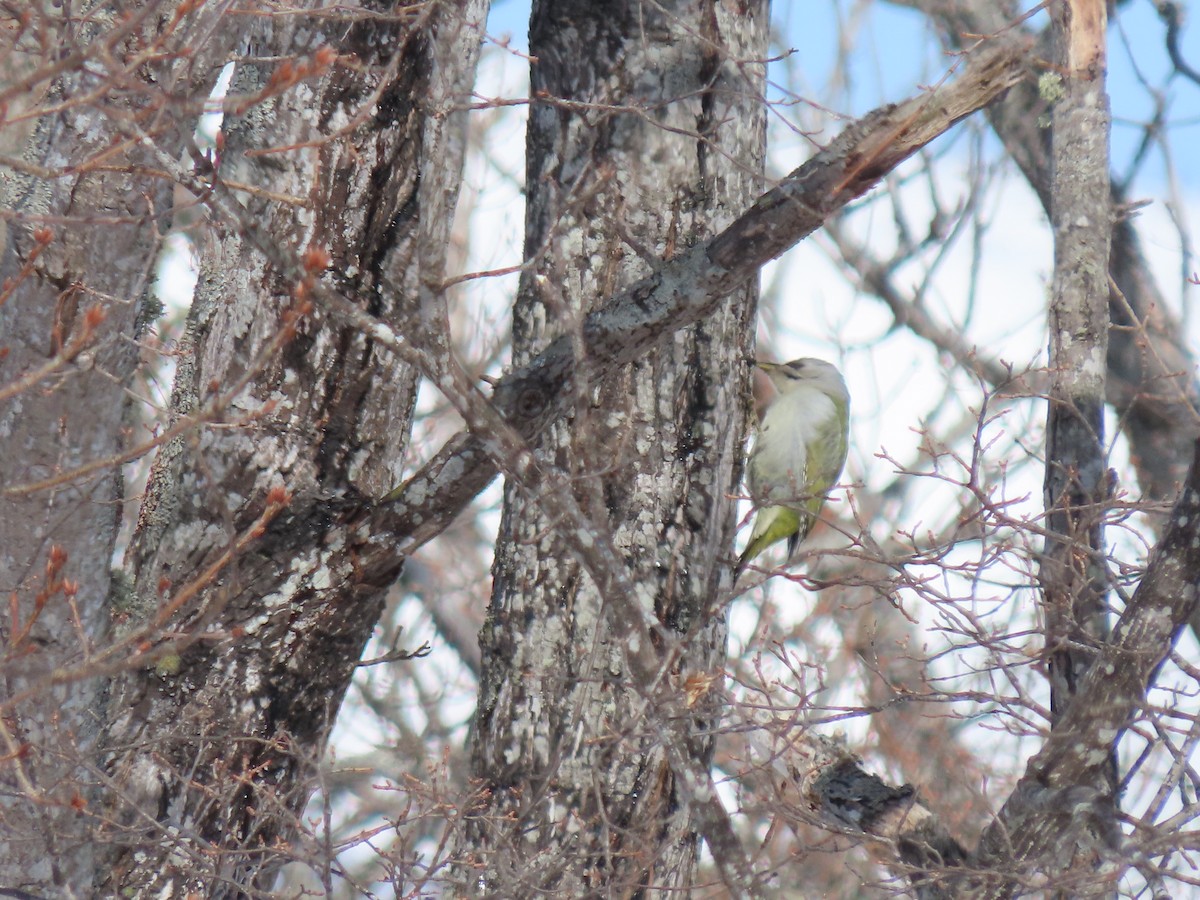 Gray-headed Woodpecker - ML616312578