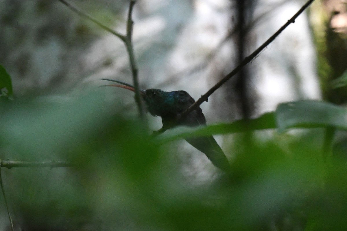kolibřík šedobřichý - ML616312615