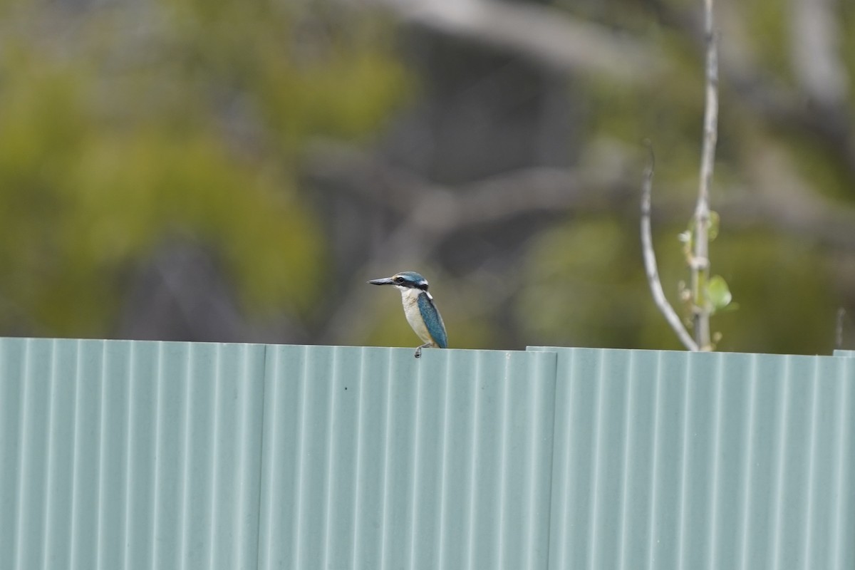 Sacred Kingfisher (Australasian) - ML616312629