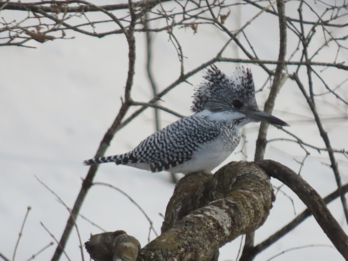 Crested Kingfisher - ML616312653