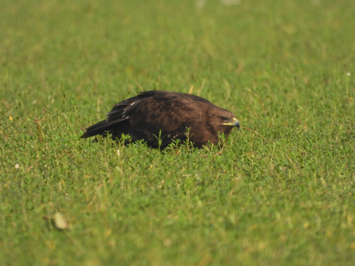 Greater Spotted Eagle - ML616312963