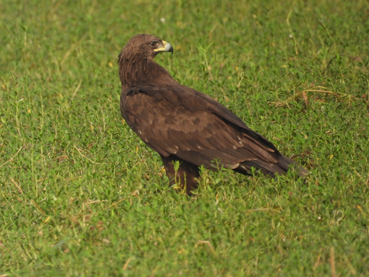 Greater Spotted Eagle - ML616313014