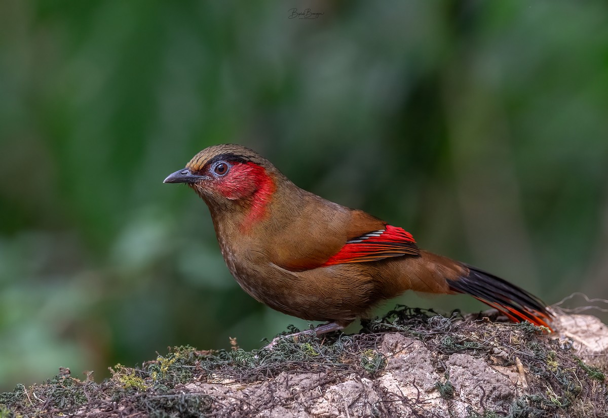 Red-faced Liocichla - ML616313017