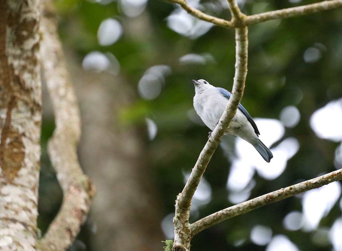 Blue-gray Tanager - ML616313146
