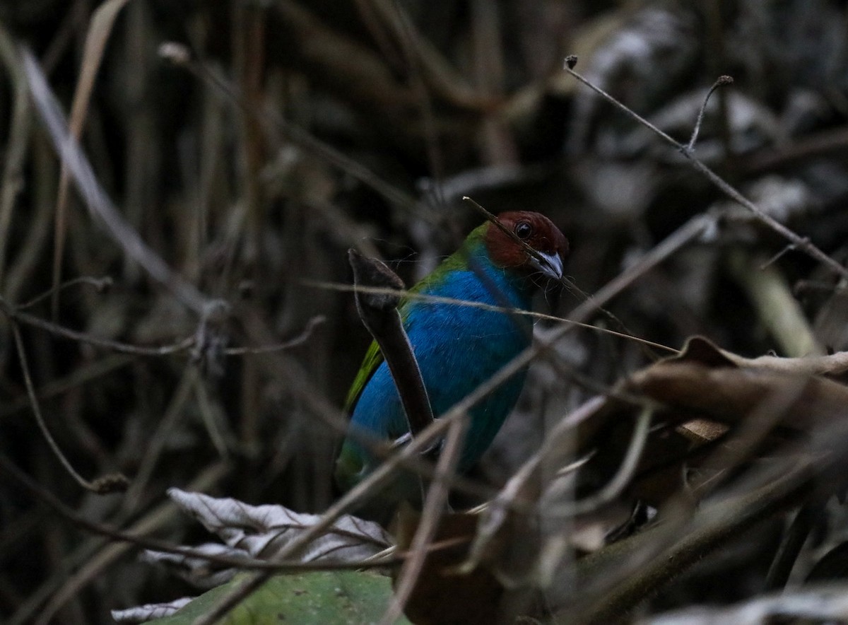 Bay-headed Tanager - ML616313157