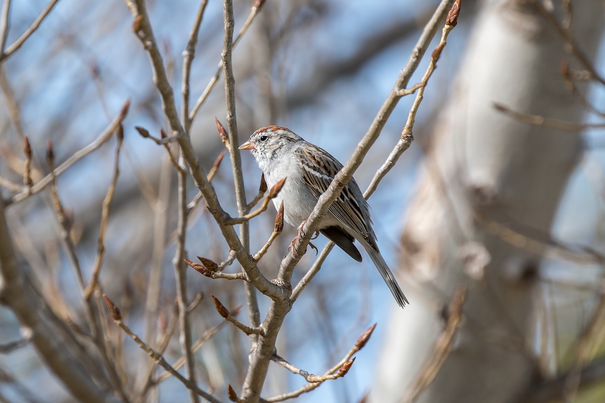 Chipping Sparrow - ML616313163