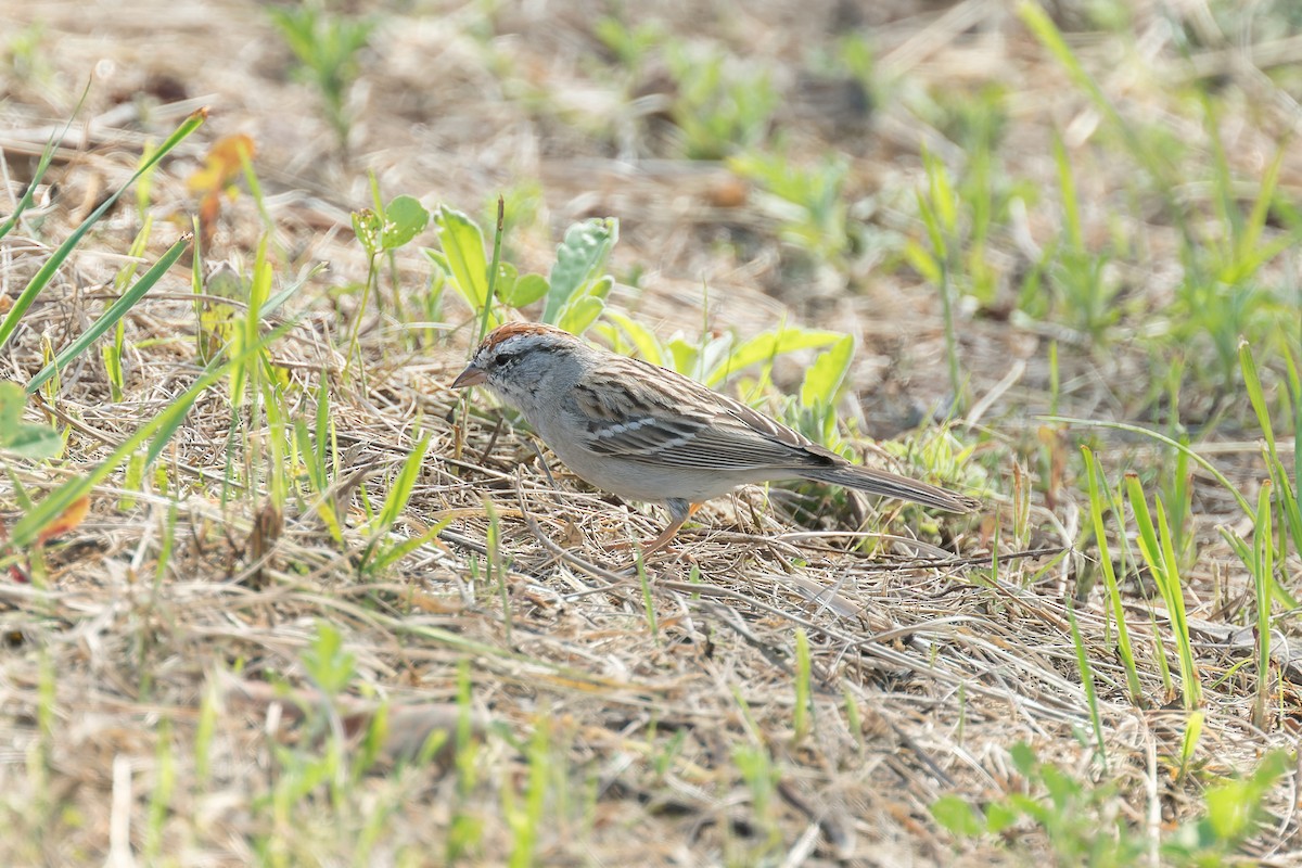 Chipping Sparrow - ML616313164