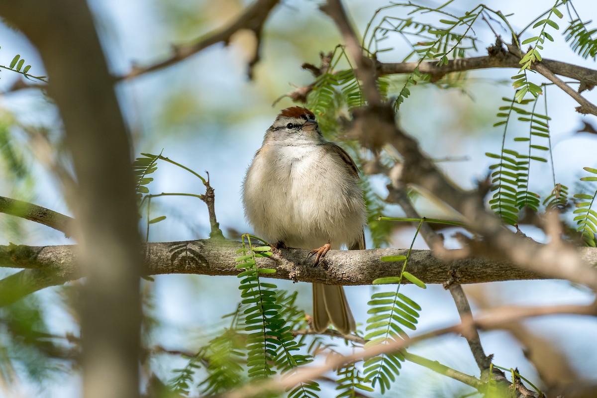 Chipping Sparrow - ML616313165