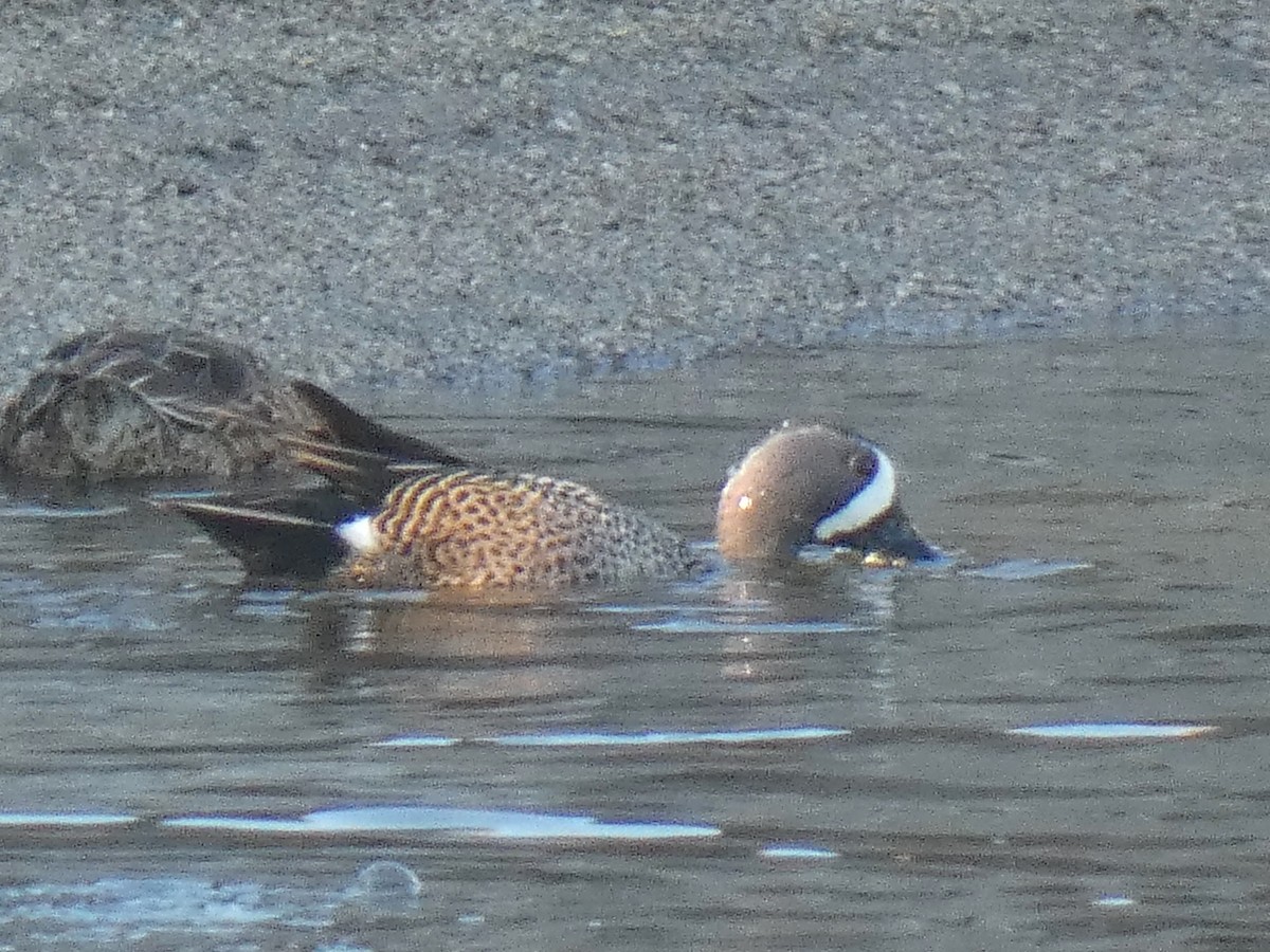 Blue-winged Teal - ML616313205