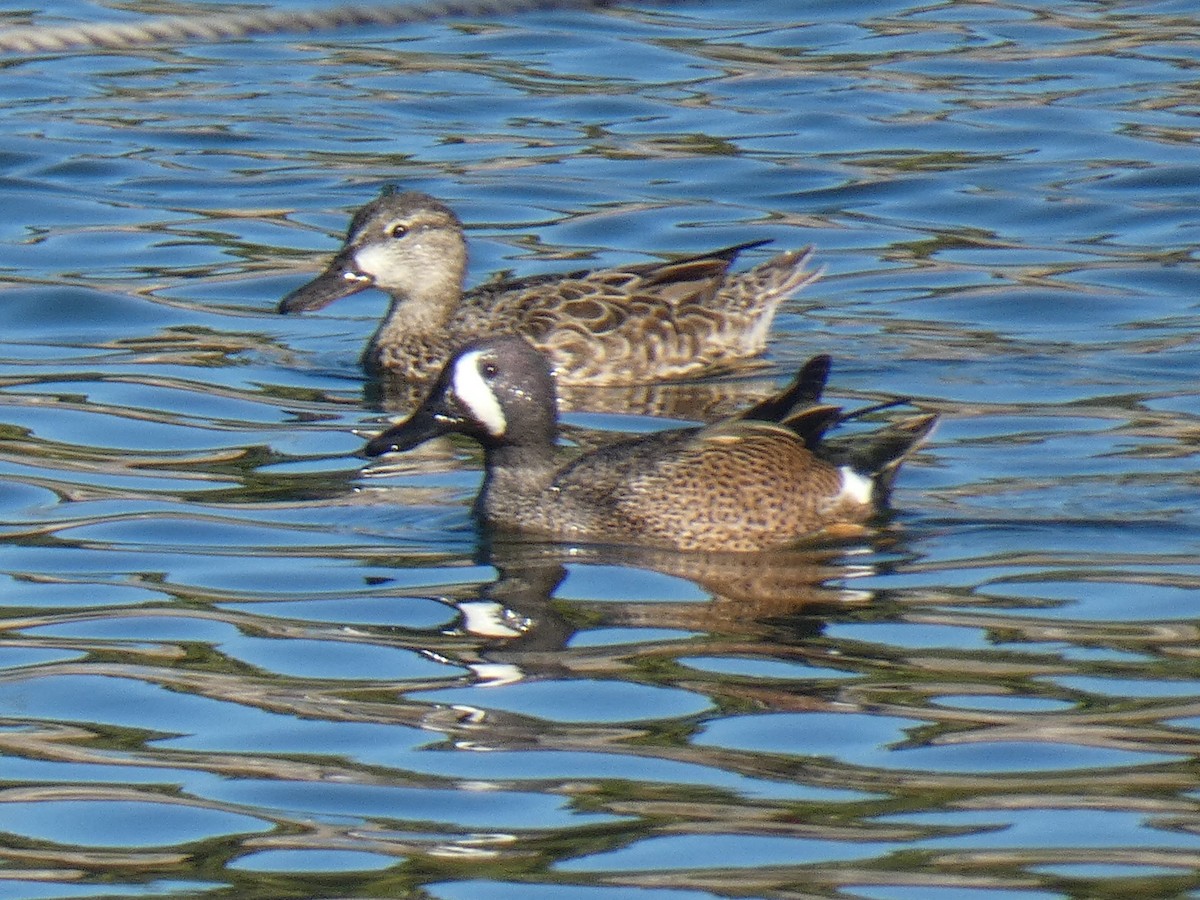 Blue-winged Teal - ML616313239