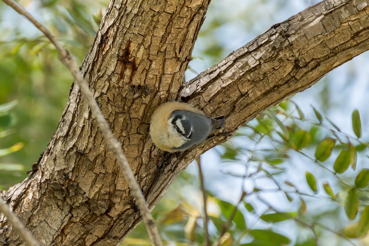 Red-breasted Nuthatch - ML616313309