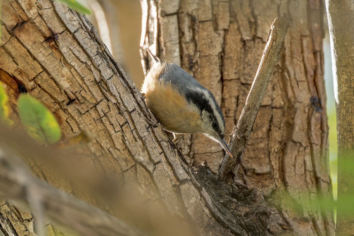Red-breasted Nuthatch - ML616313310