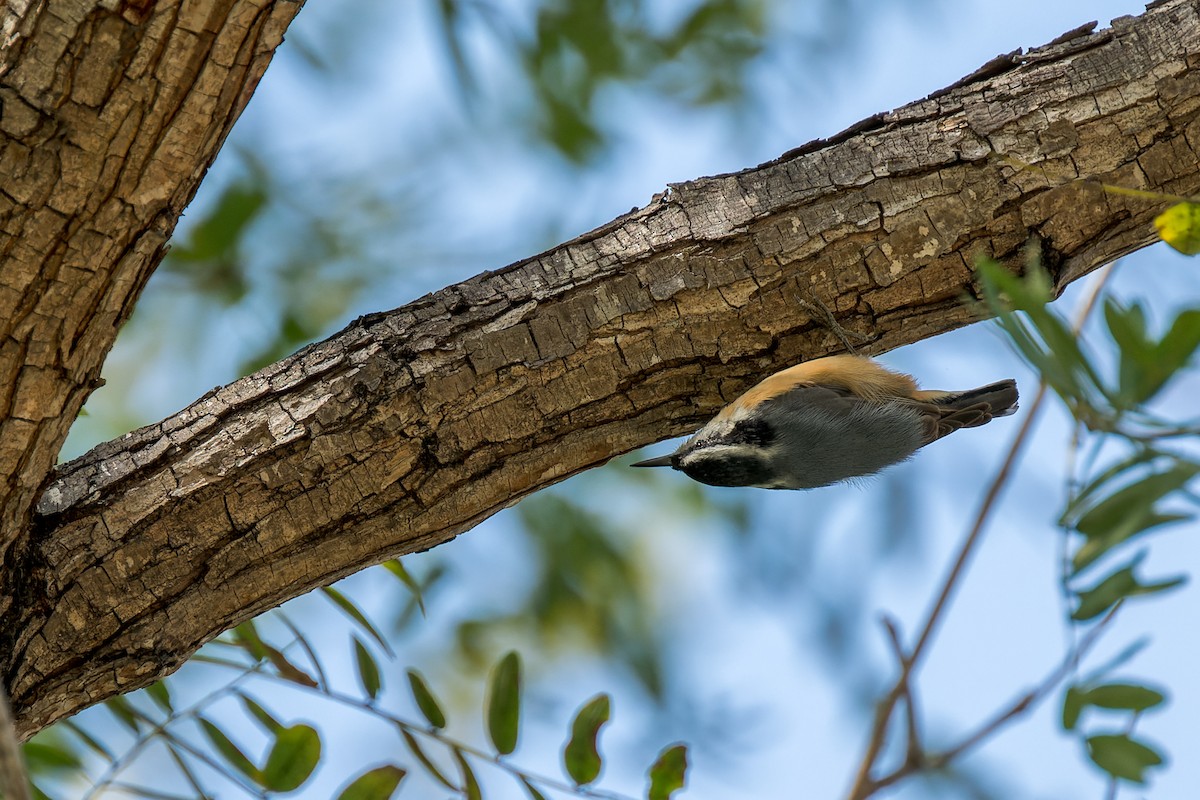 Red-breasted Nuthatch - ML616313311