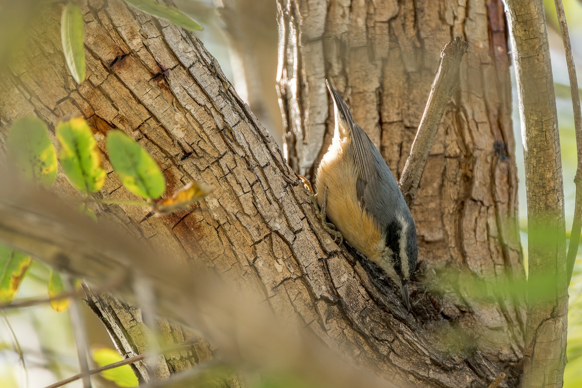 Red-breasted Nuthatch - ML616313313