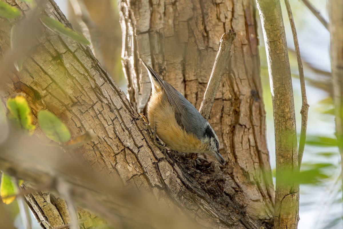 Red-breasted Nuthatch - ML616313314