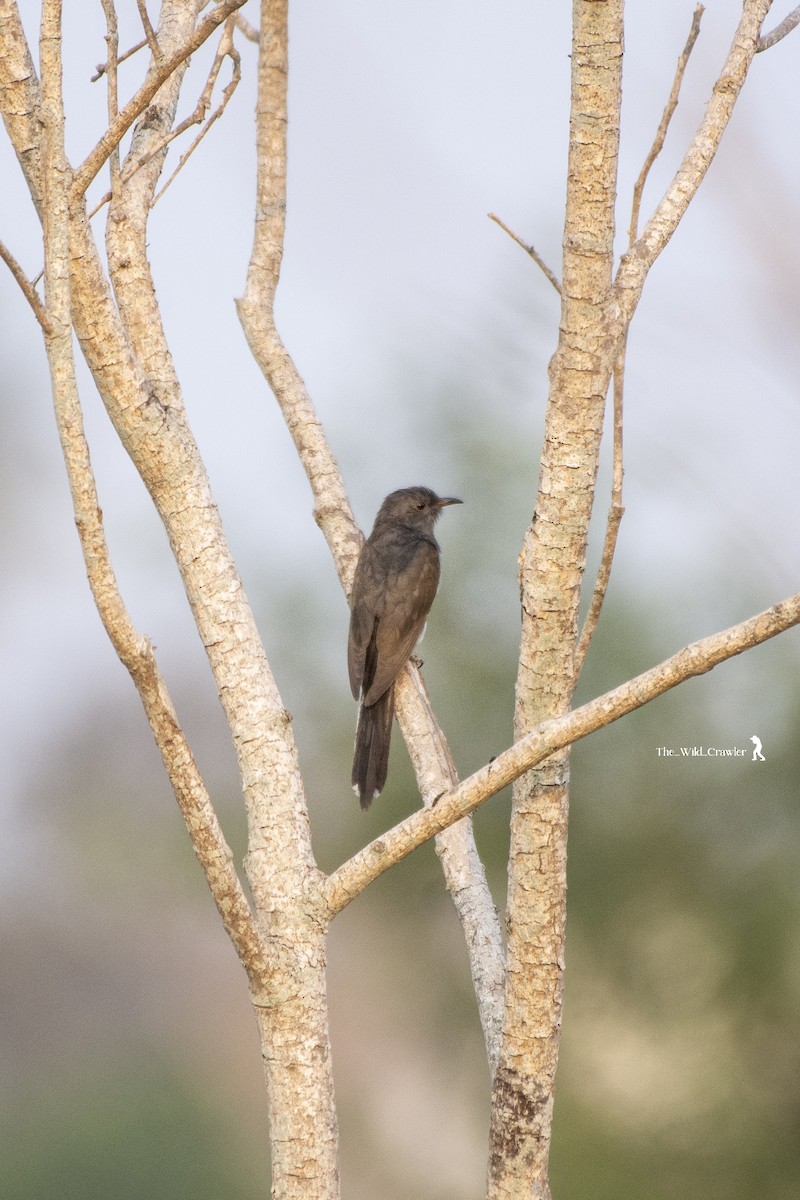 Gray-bellied Cuckoo - Abhijith s