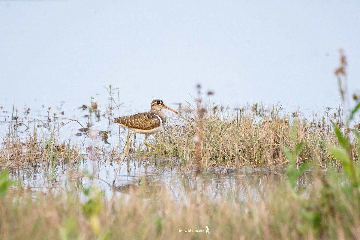 Greater Painted-Snipe - Abhijith s