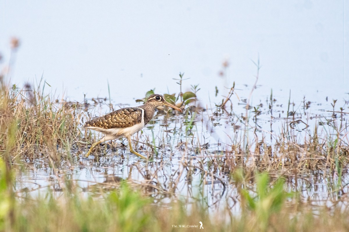 Greater Painted-Snipe - ML616313453