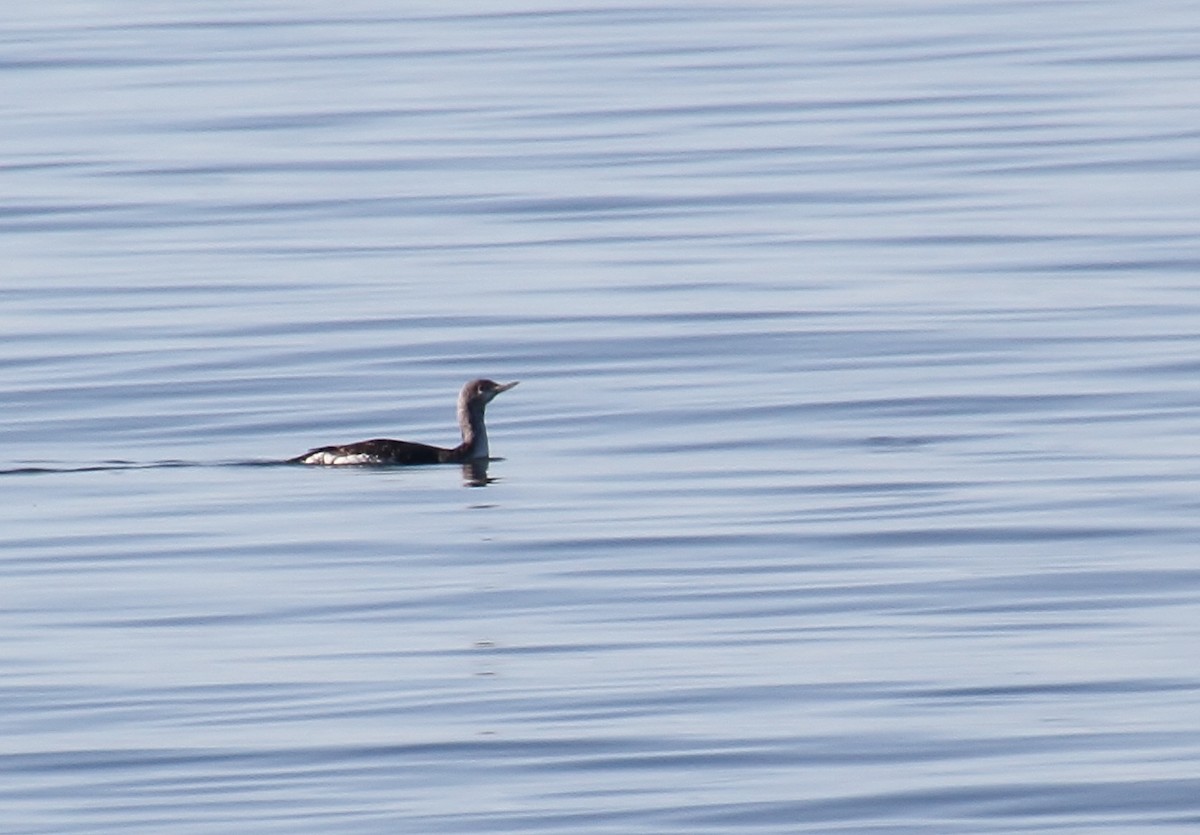 Red-throated Loon - ML616313542