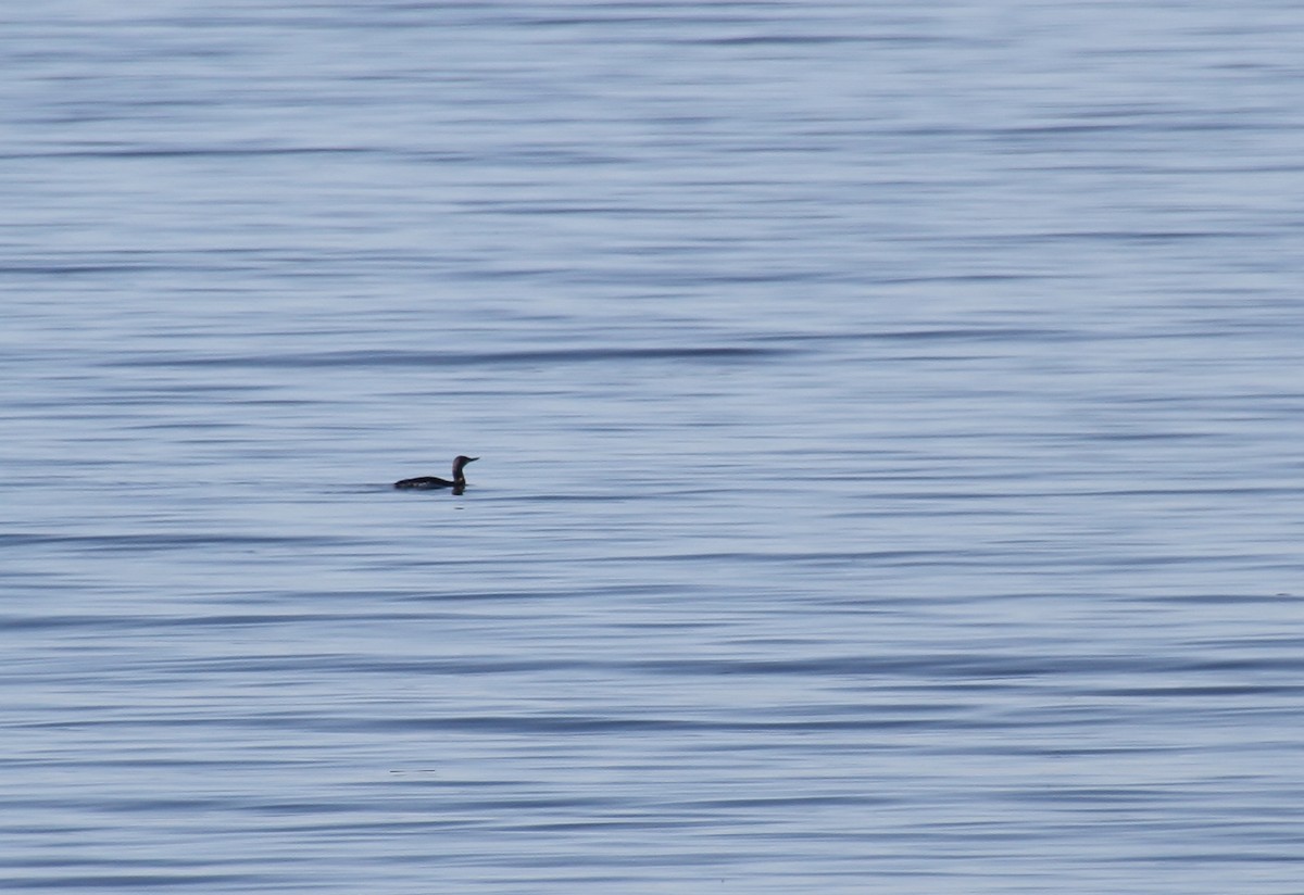 Red-throated Loon - ML616313553