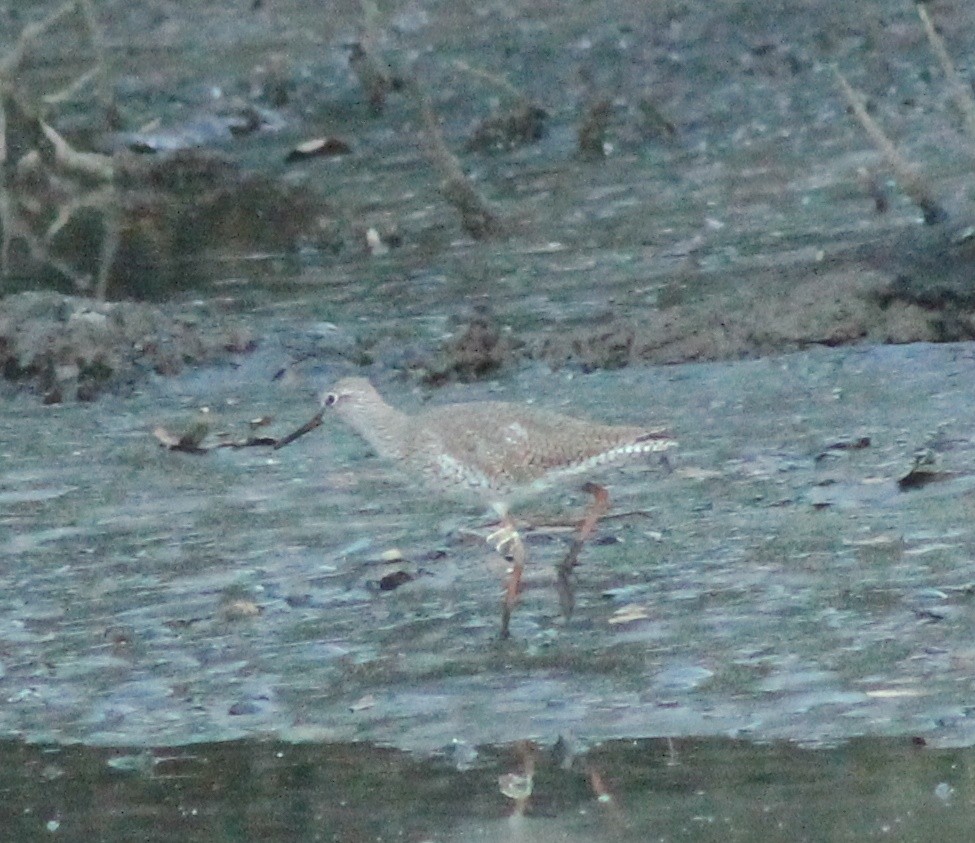 Spotted Redshank - ML616313680