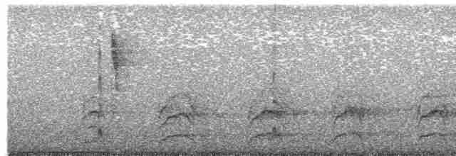 Australian Owlet-nightjar - ML616313734