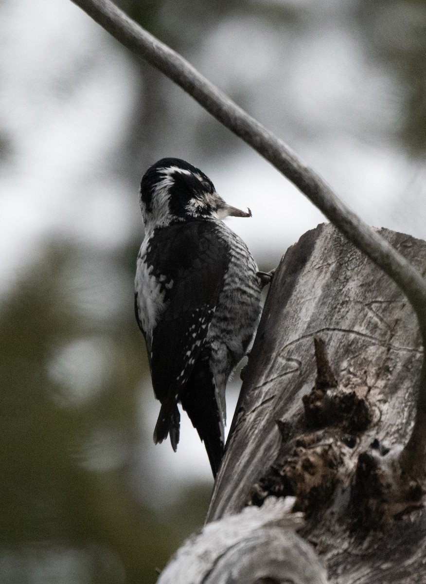 American Three-toed Woodpecker (Rocky Mts.) - ML616313918