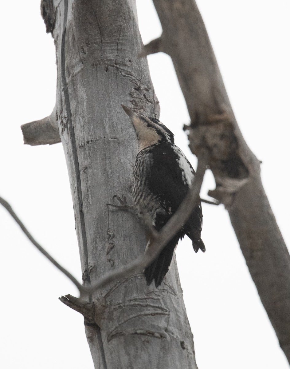 American Three-toed Woodpecker (Rocky Mts.) - ML616313920