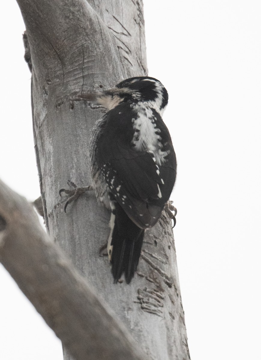 American Three-toed Woodpecker (Rocky Mts.) - Esther Sumner
