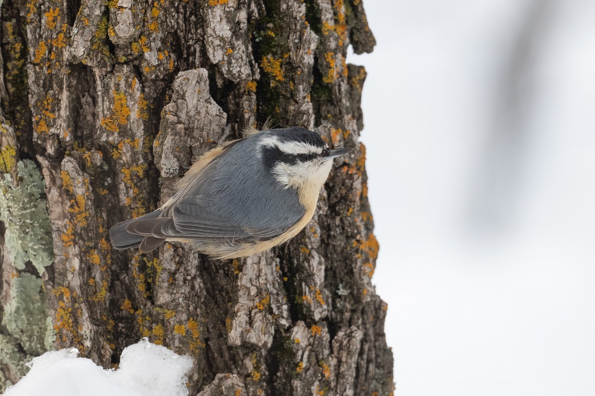 Red-breasted Nuthatch - Brandon Nidiffer