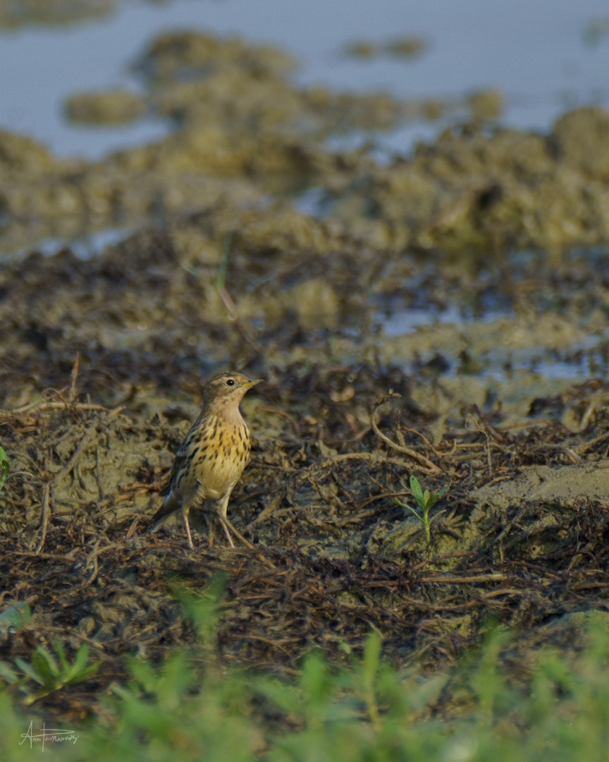 Red-throated Pipit - ML616313989