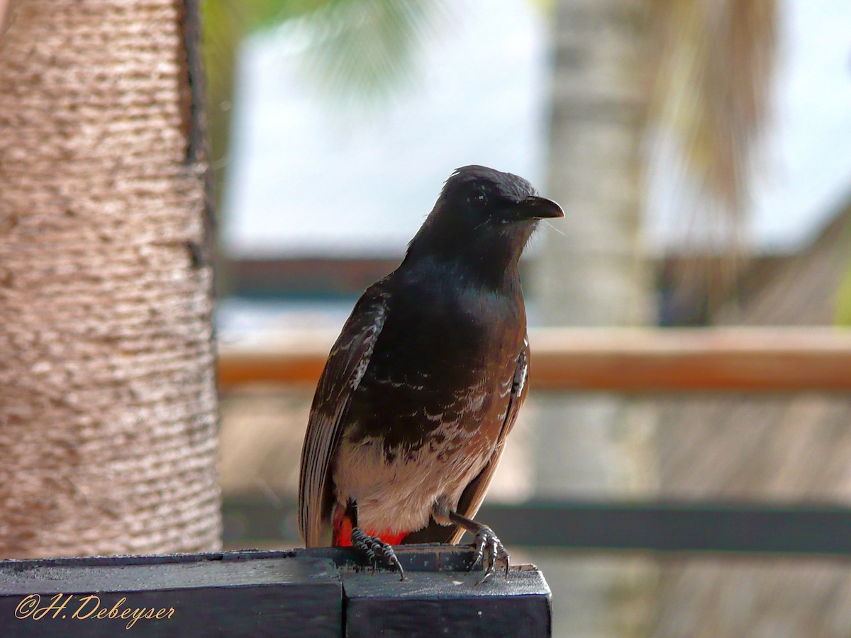 Red-vented Bulbul - ML616314038