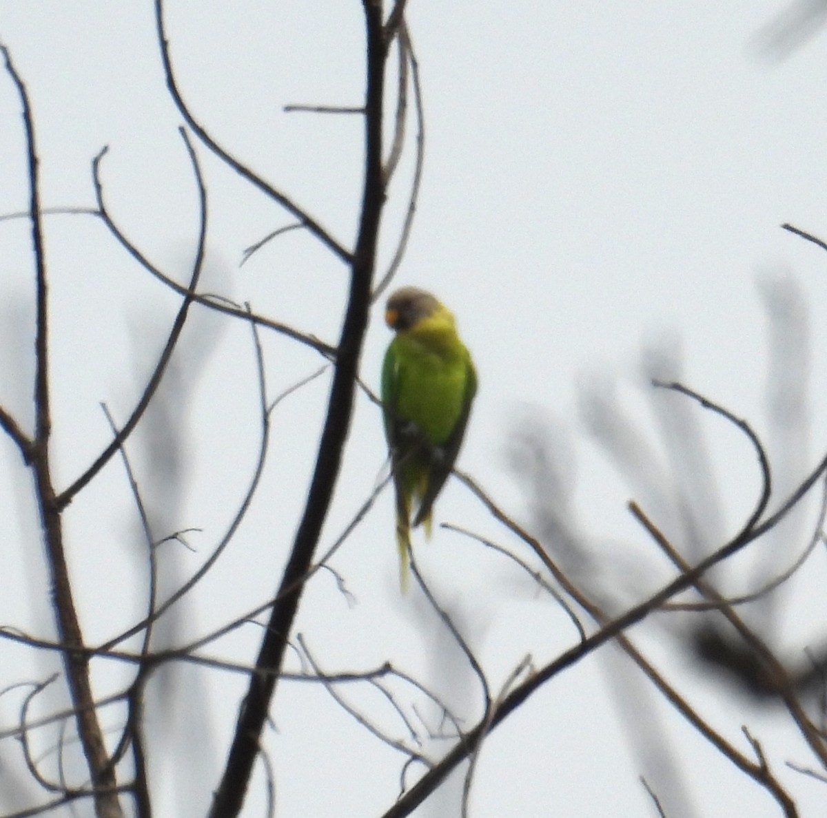 Gül Başlı Yeşil Papağan - ML616314092