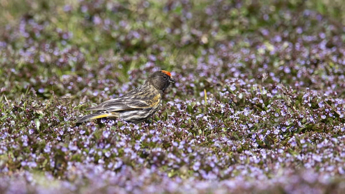 Fire-fronted Serin - ML616314121