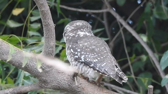 Spotted Owlet - ML616314247