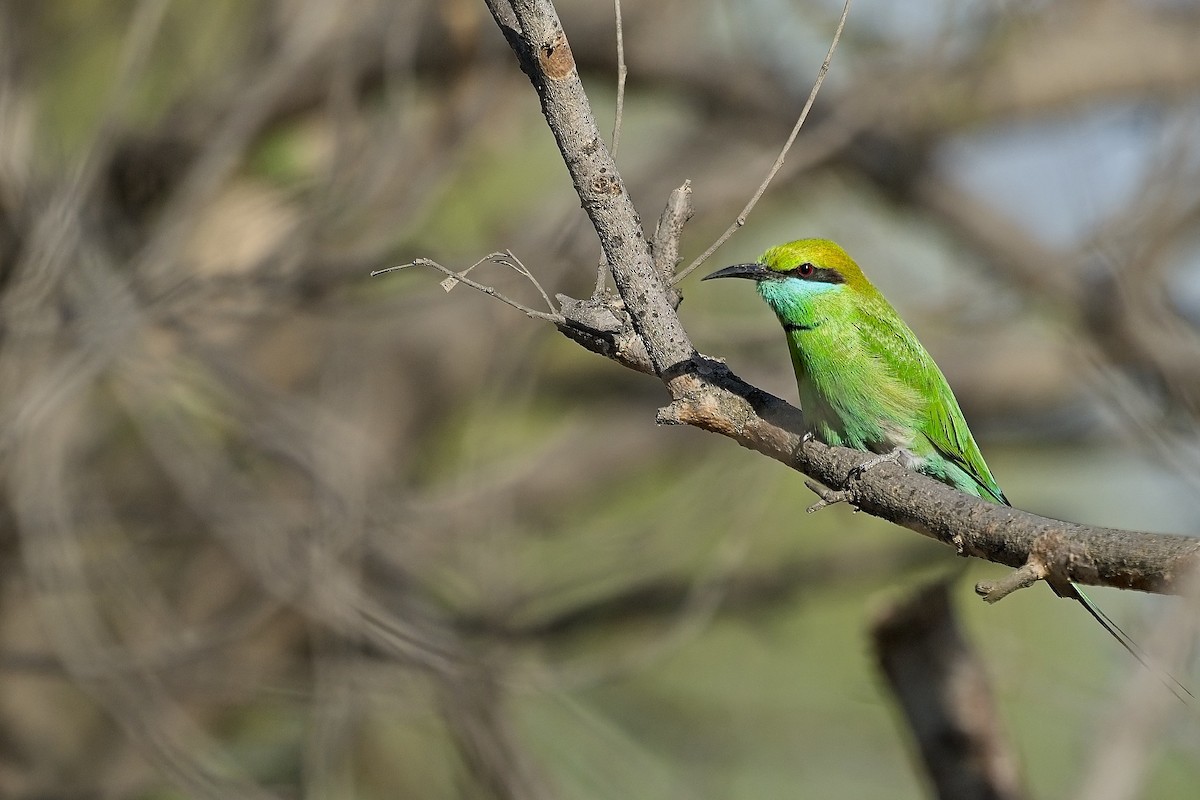 Asian Green Bee-eater - ML616314422