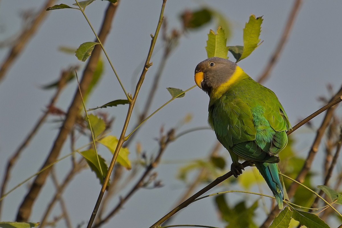 Plum-headed Parakeet - Kishore Bhargava