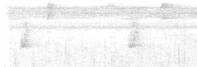 Weißflanken-Ameisenschlüpfer - ML616314549